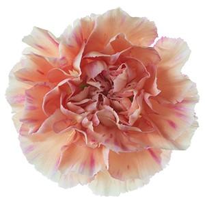 Срезанные цветы оптом Dianthus st happy hoshi от 80шт из Голландии с доставкой по России