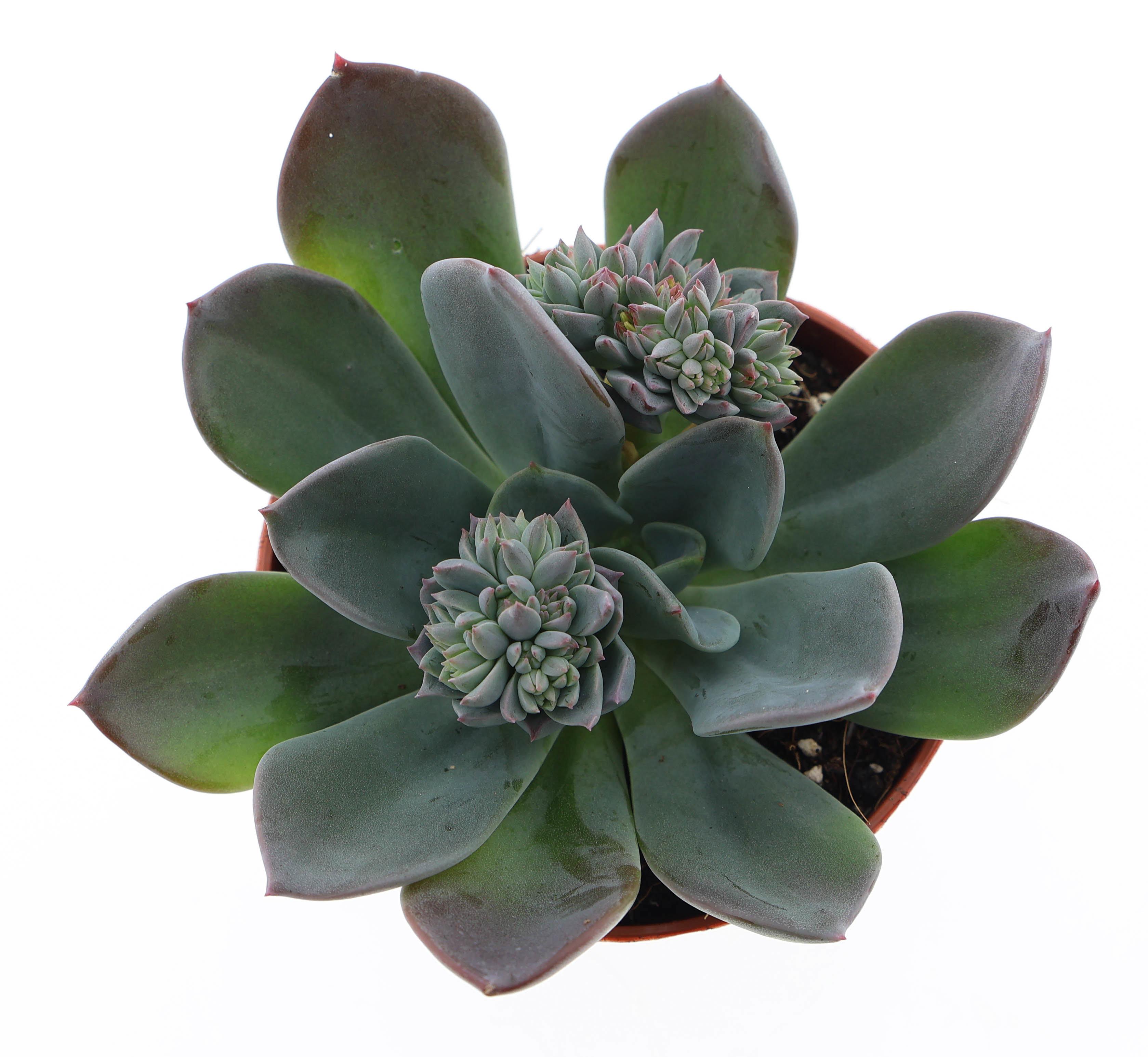 Горшечные цветы и растения оптом Echeveria Blue Prince от 12шт (для телеги) из Голландии с доставкой по России