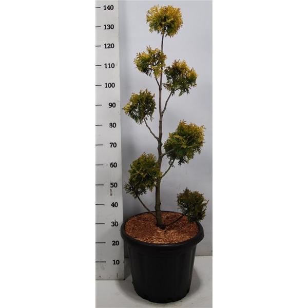 Горшечные цветы и растения оптом Thuja Occ Yellow Ribbon от 1шт из Голландии с доставкой по России