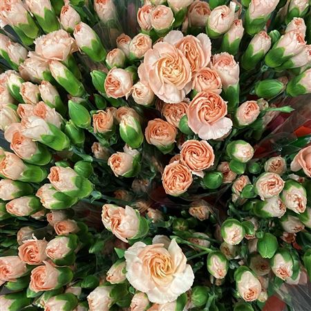 Срезанные цветы оптом Dianthus sp hamada от 100шт. из Голландии с доставкой по России