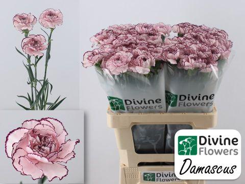 Срезанные цветы оптом Dianthus st damascus от 80шт из Голландии с доставкой по России