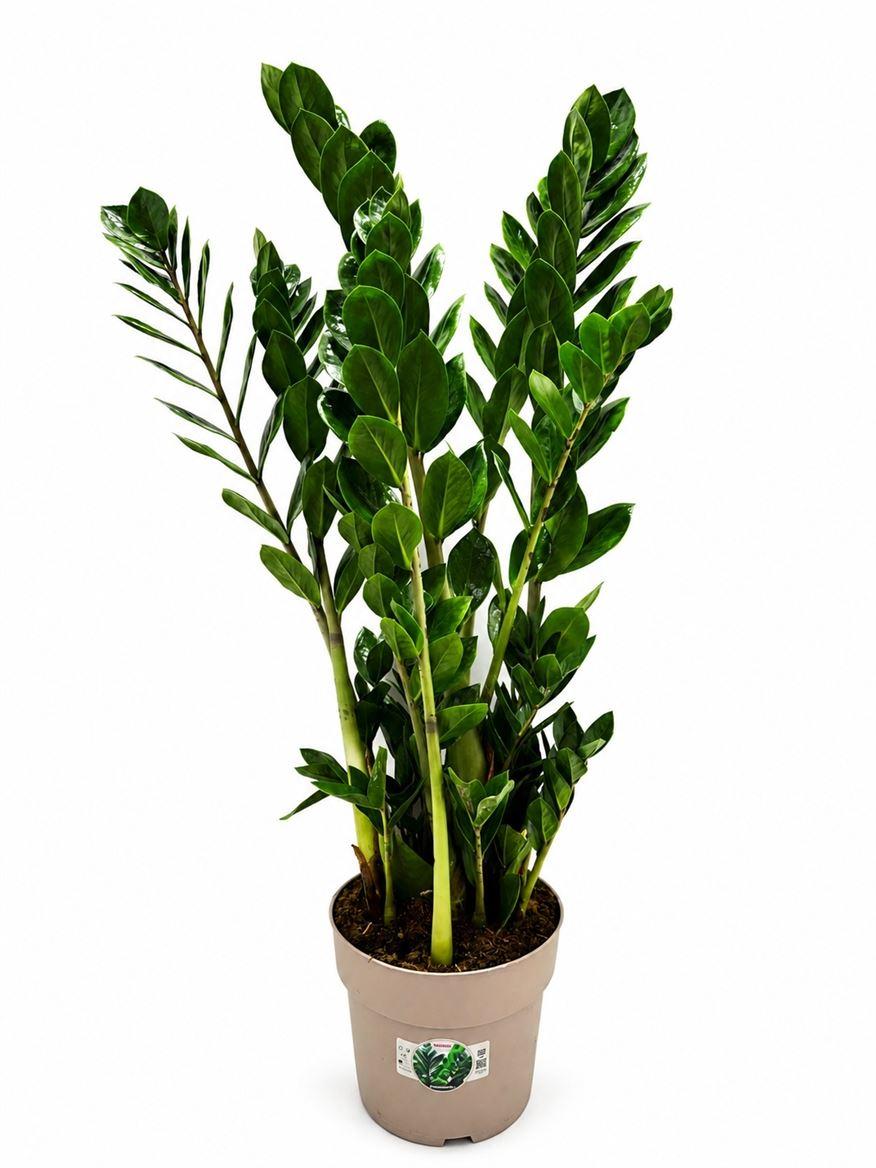 Горшечные цветы и растения оптом Zamioculcas 10+ от 1шт из Голландии с доставкой по России