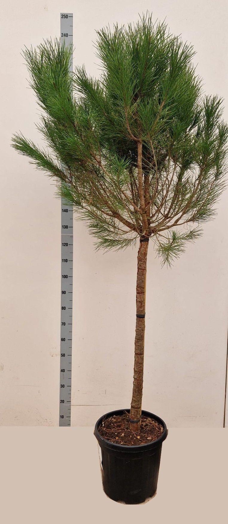 Горшечные цветы и растения оптом Pinus Pinea от 1шт из Голландии с доставкой по России