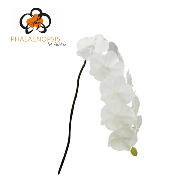 Срезанные цветы оптом Phalaenopsis white serenity (per flower) от 45шт из Голландии с доставкой по России