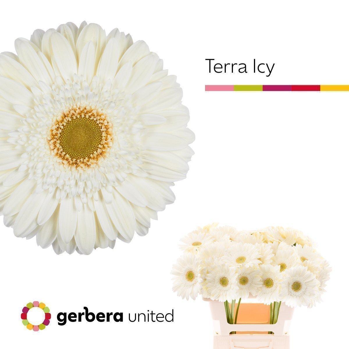 Срезанные цветы оптом Gerbera terra icy от 50шт. из Голландии с доставкой по России