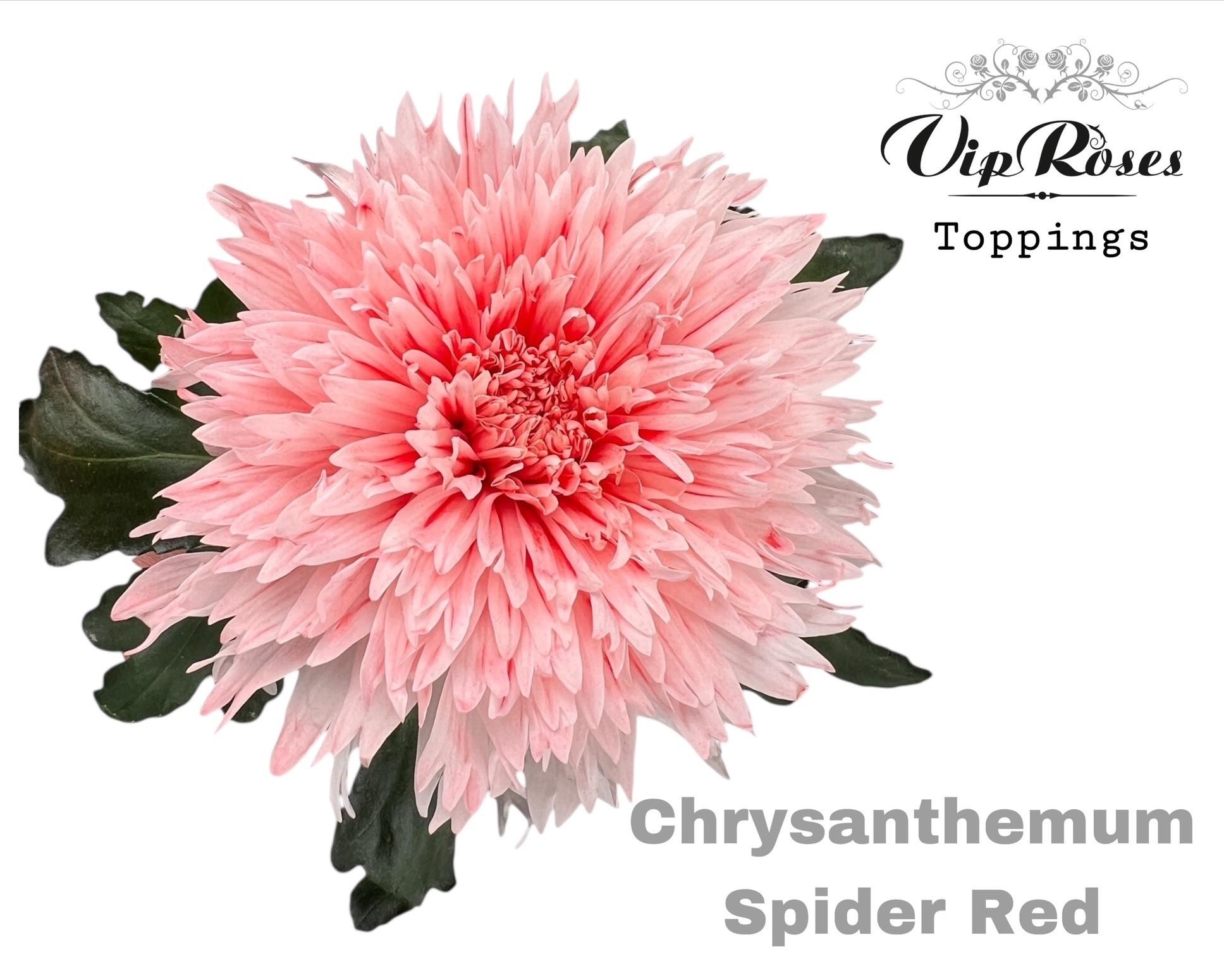 Срезанные цветы оптом Chrys bl paint spider red от 20шт из Голландии с доставкой по России