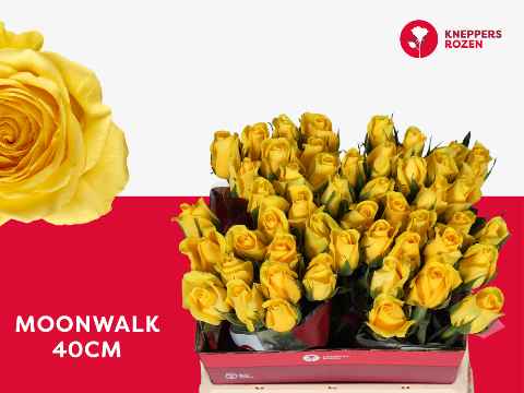 Срезанные цветы оптом Rosa la moonwalk от 50шт из Голландии с доставкой по России
