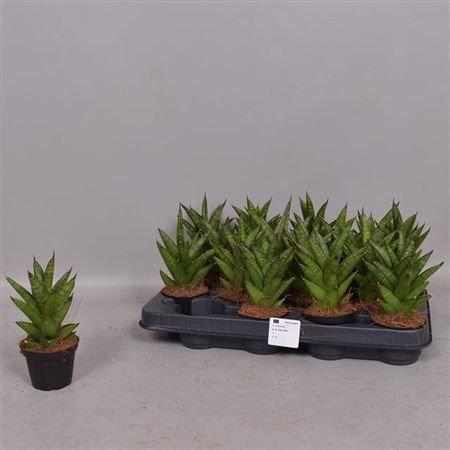 Горшечные цветы и растения оптом Sansevieria Cylindrica от 16шт из Голландии с доставкой по России