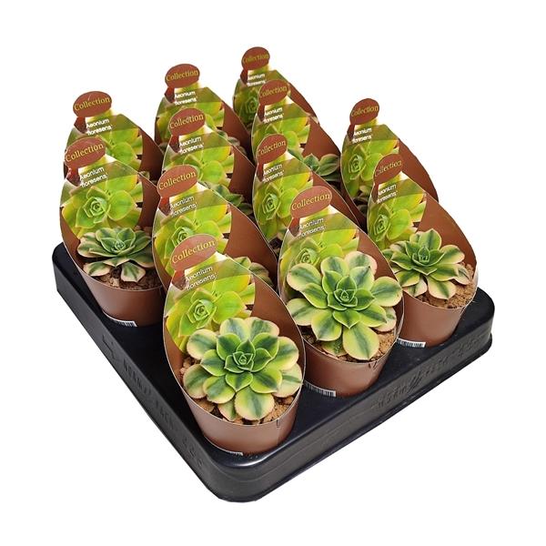 Горшечные цветы и растения оптом Aeonium Floresens Collection With Potcover от 12шт (для телеги) из Голландии с доставкой по России