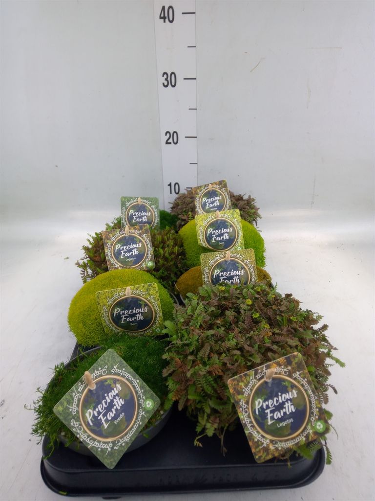 Горшечные цветы и растения оптом Vaste Pltn   ...       [perennials] от 8шт из Голландии с доставкой по России