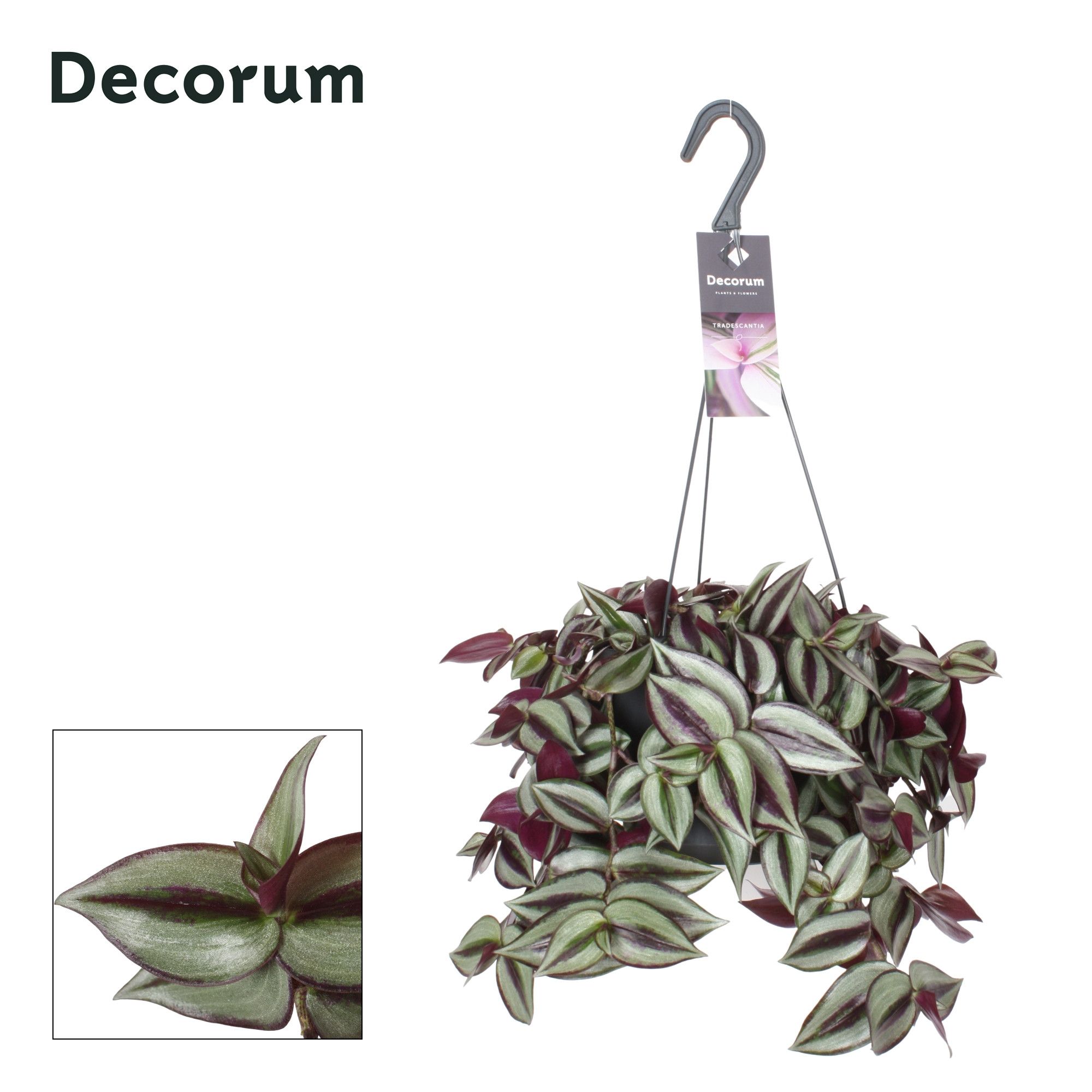 Горшечные цветы и растения оптом Tradescantia Zebrina Violet Hill от 5шт из Голландии с доставкой по России