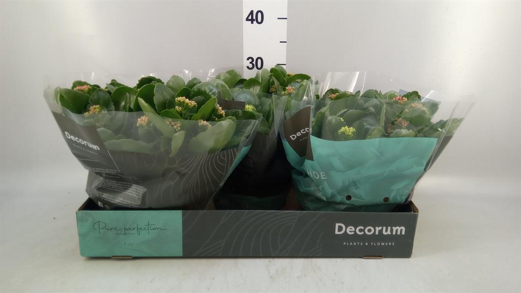 Горшечные цветы и растения оптом Kalanchoe Blos. ..rosebud Mix/pot от 3шт из Голландии с доставкой по России