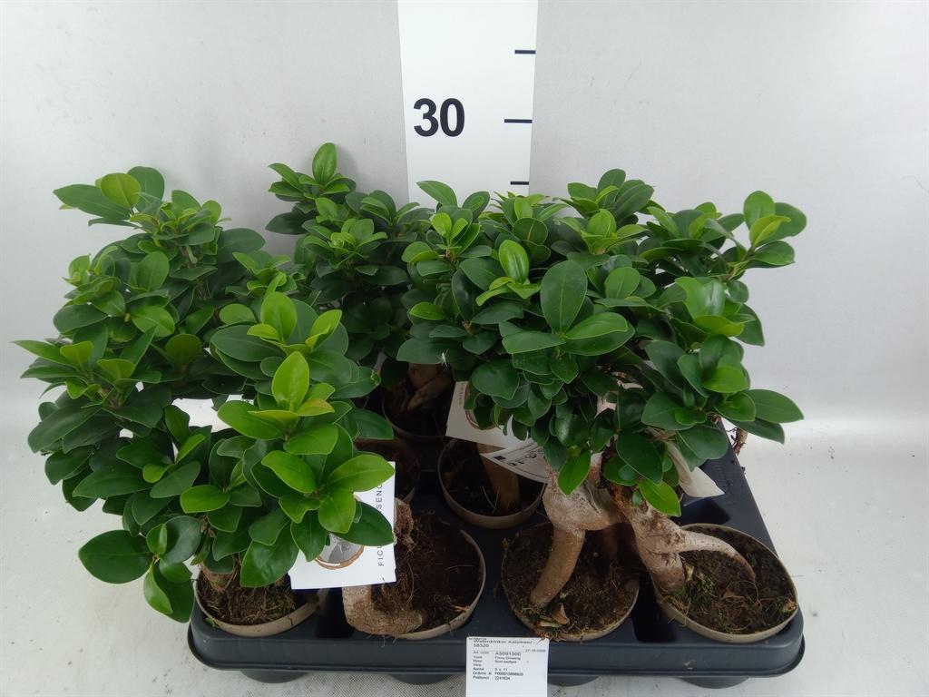 Горшечные цветы и растения оптом Ficus Microcarpa ginseng от 11шт (для телеги) из Голландии с доставкой по России