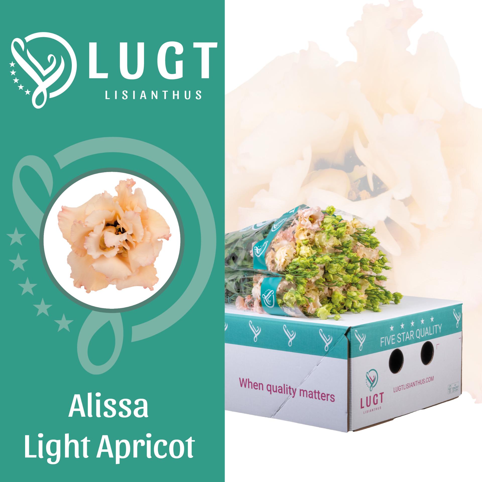Срезанные цветы оптом Lisianthus do alissa light apricot A от 50шт из Голландии с доставкой по России