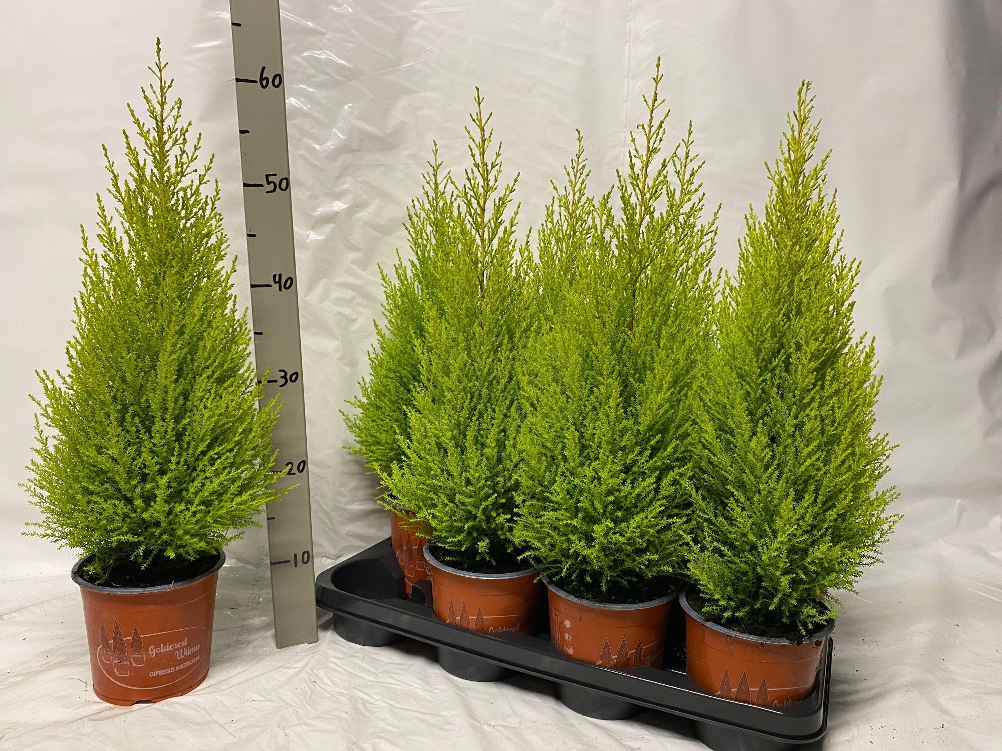 Горшечные цветы и растения оптом Cupressus Goldcrest Wilma от 8шт из Голландии с доставкой по России