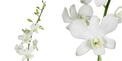 Срезанные цветы оптом Dendrobium big white от 60шт из Голландии с доставкой по России