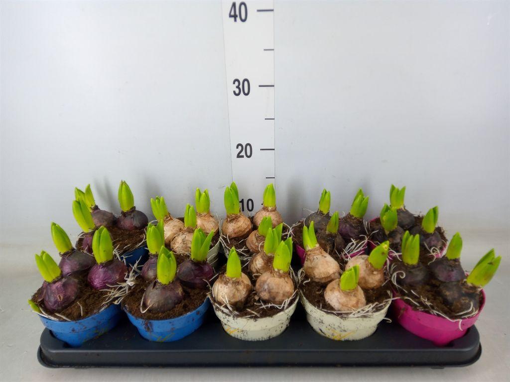 Горшечные цветы и растения оптом Hyacinthus Orie.   ...mix 3 от 10шт' из Голландии с доставкой по России