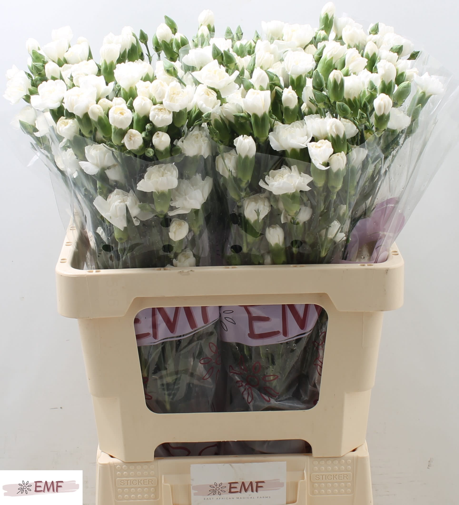 Срезанные цветы оптом Dianthus sp artic от 60шт. из Голландии с доставкой по России