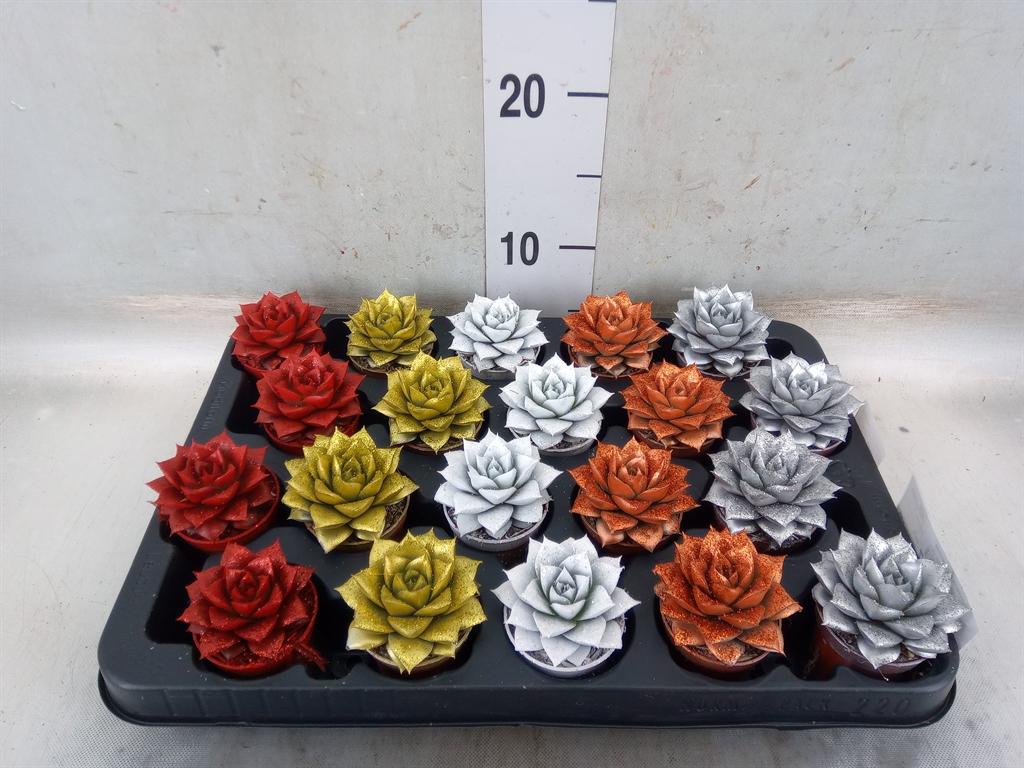 Горшечные цветы и растения оптом Echeveria Purpusorum от 20шт (для телеги) из Голландии с доставкой по России