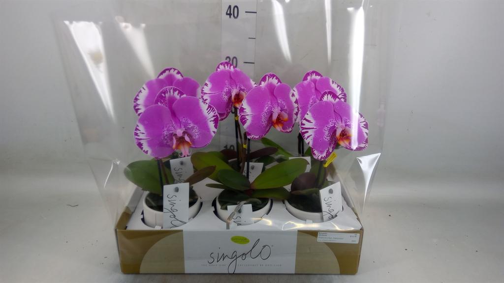 Горшечные цветы и растения оптом Phal 2/3/4st White Duo (opti) от 6шт (для телеги) из Голландии с доставкой по России