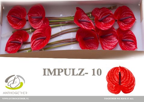 Срезанные цветы оптом Anthurium impulz от 10шт из Голландии с доставкой по России