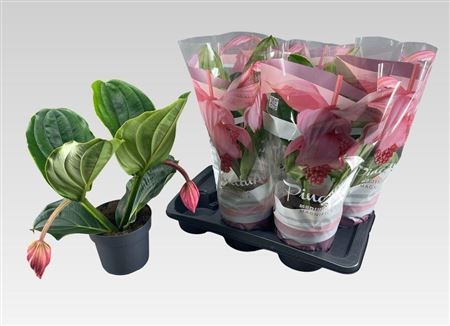 Горшечные цветы и растения оптом Medin Mag Flamenco 2 Flower от 6шт из Голландии с доставкой по России