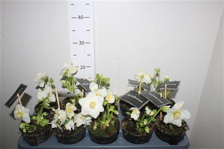 Горшечные цветы и растения оптом Hell Ni Winter Fleur от 10шт из Голландии с доставкой по России