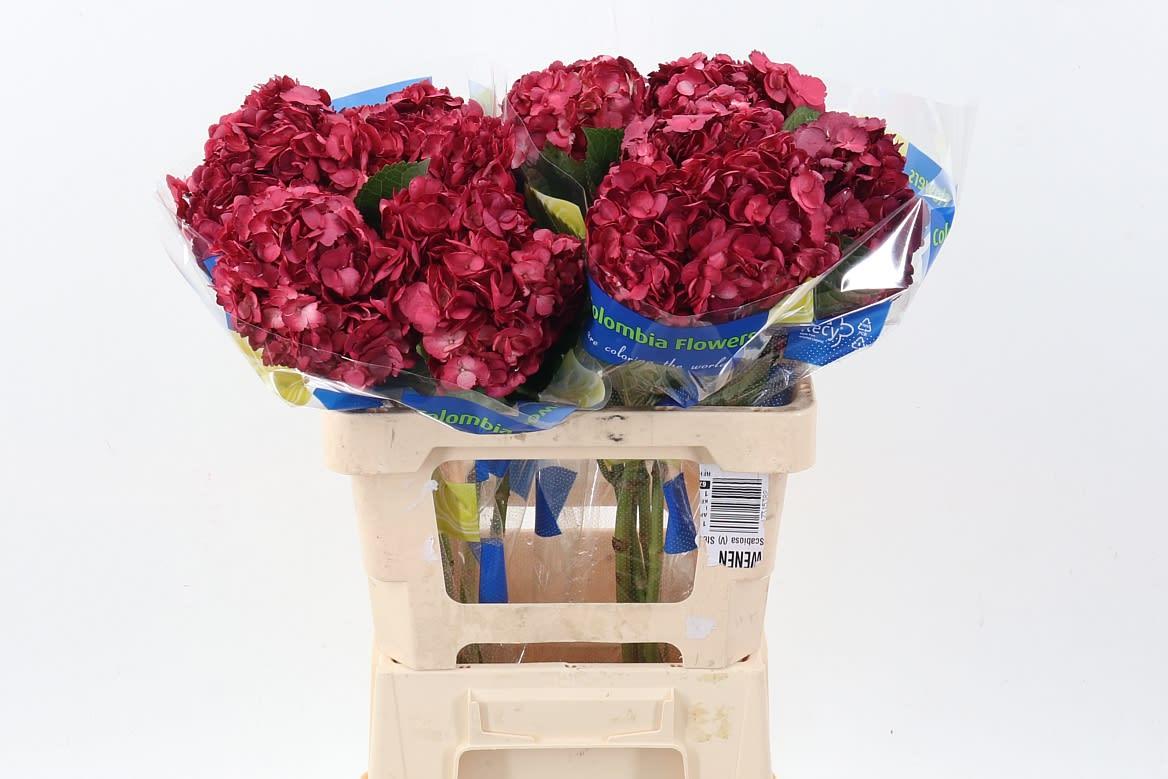 Срезанные цветы оптом Hydrangea от 10шт из Голландии с доставкой по России