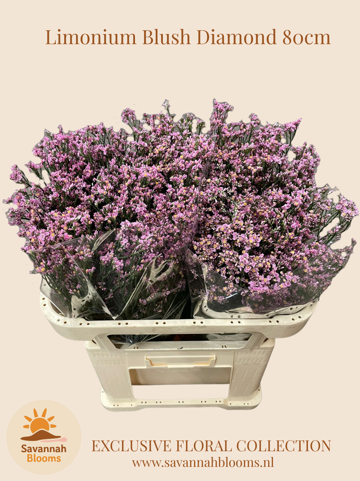 Срезанные цветы оптом Limonium blush diamond от 50шт. из Голландии с доставкой по России