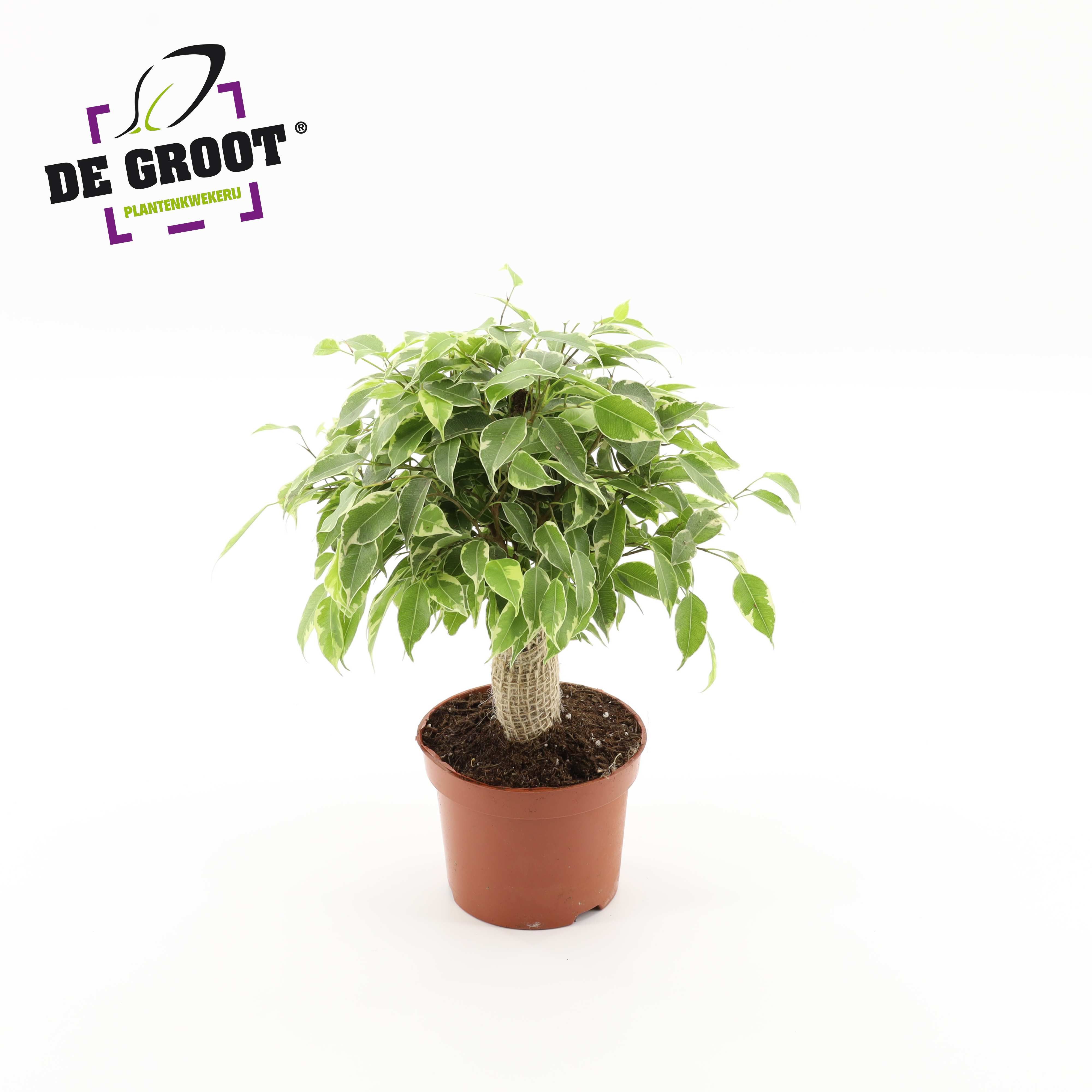 Горшечные цветы и растения оптом Ficus Be Kinky Jute Stam от 10шт из Голландии с доставкой по России