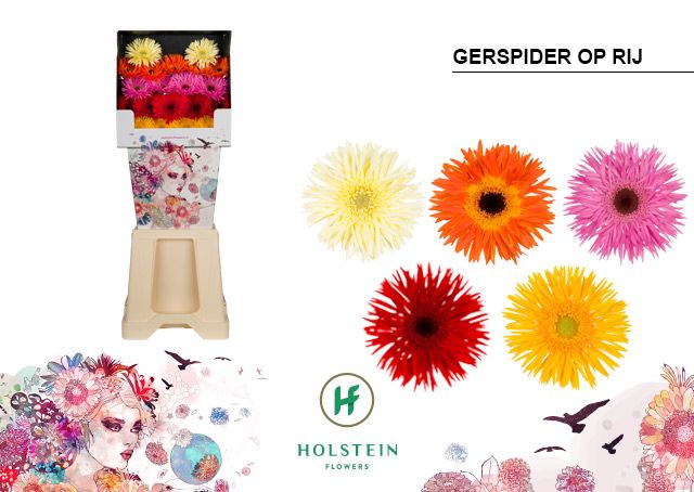 Срезанные цветы оптом Gerbera diamond gerspider mix in row от 80шт из Голландии с доставкой по России