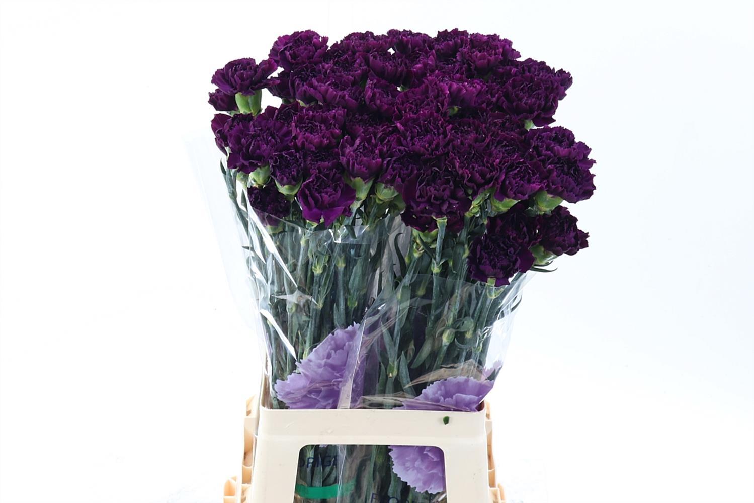 Срезанные цветы оптом Dianthus st florigene moontea от 80шт из Голландии с доставкой по России