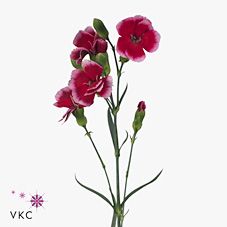 Срезанные цветы оптом Dianthus sp solomio sem от 60шт из Голландии с доставкой по России