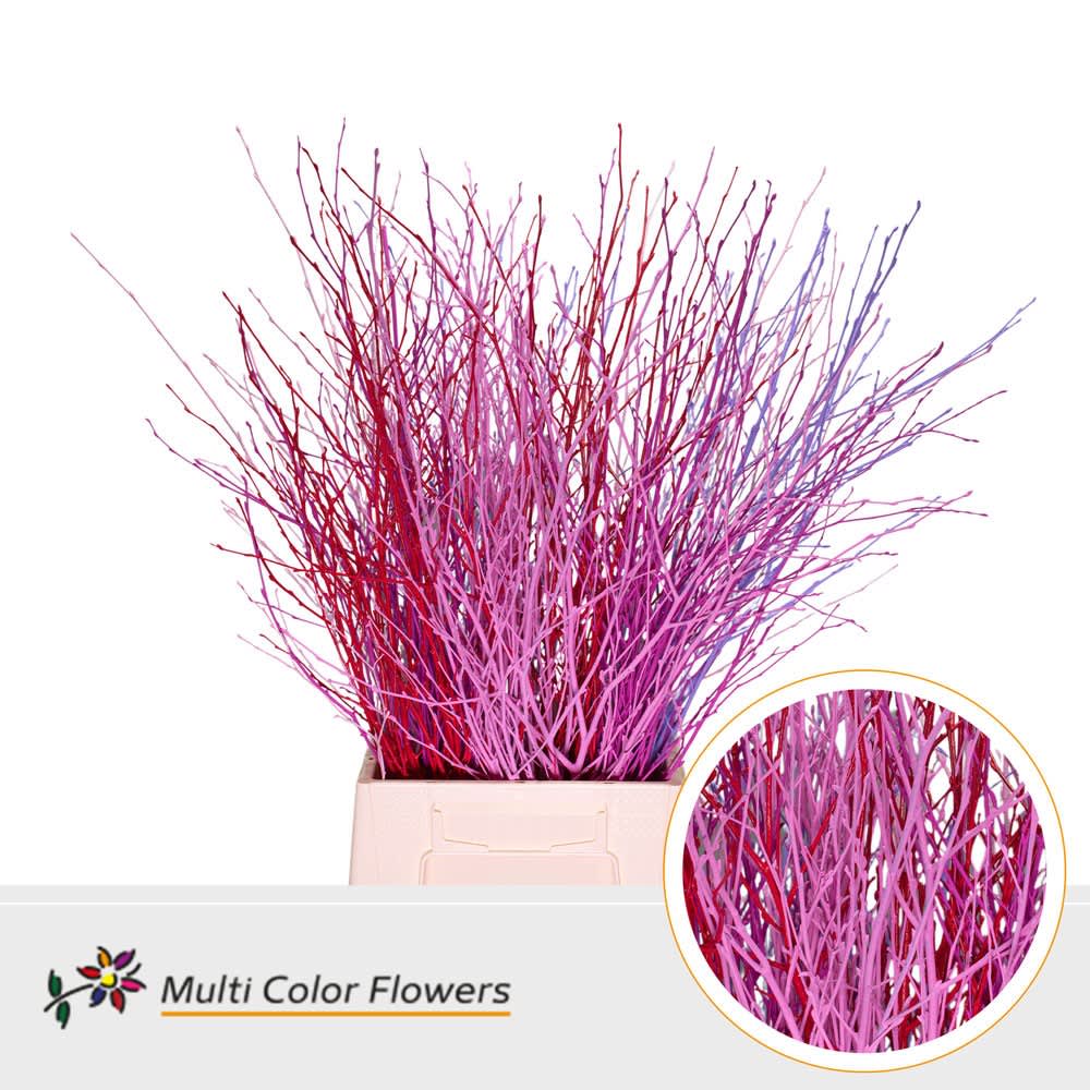 Срезанные цветы оптом Betula paint mix love от 100шт. из Голландии с доставкой по России