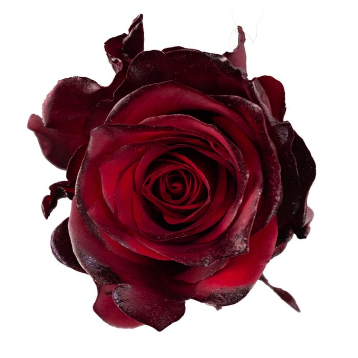 Срезанные цветы оптом Rosa ec paint black baccara от 100шт из Голландии с доставкой по России