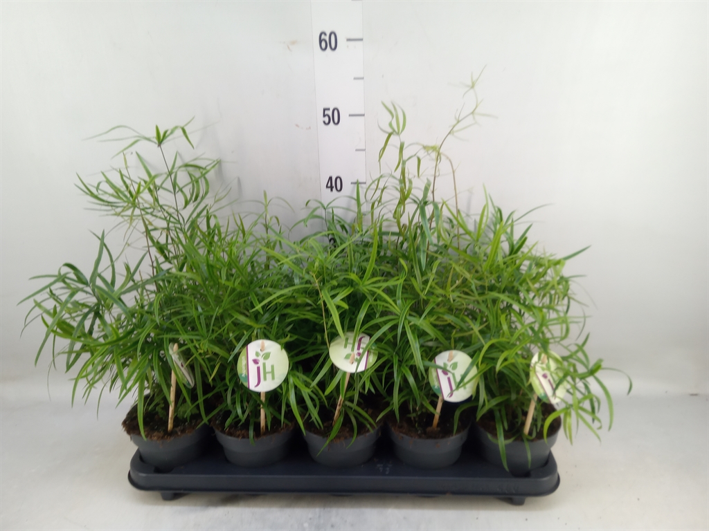 Горшечные цветы и растения оптом Asparagus Falcatus от 10шт из Голландии с доставкой по России