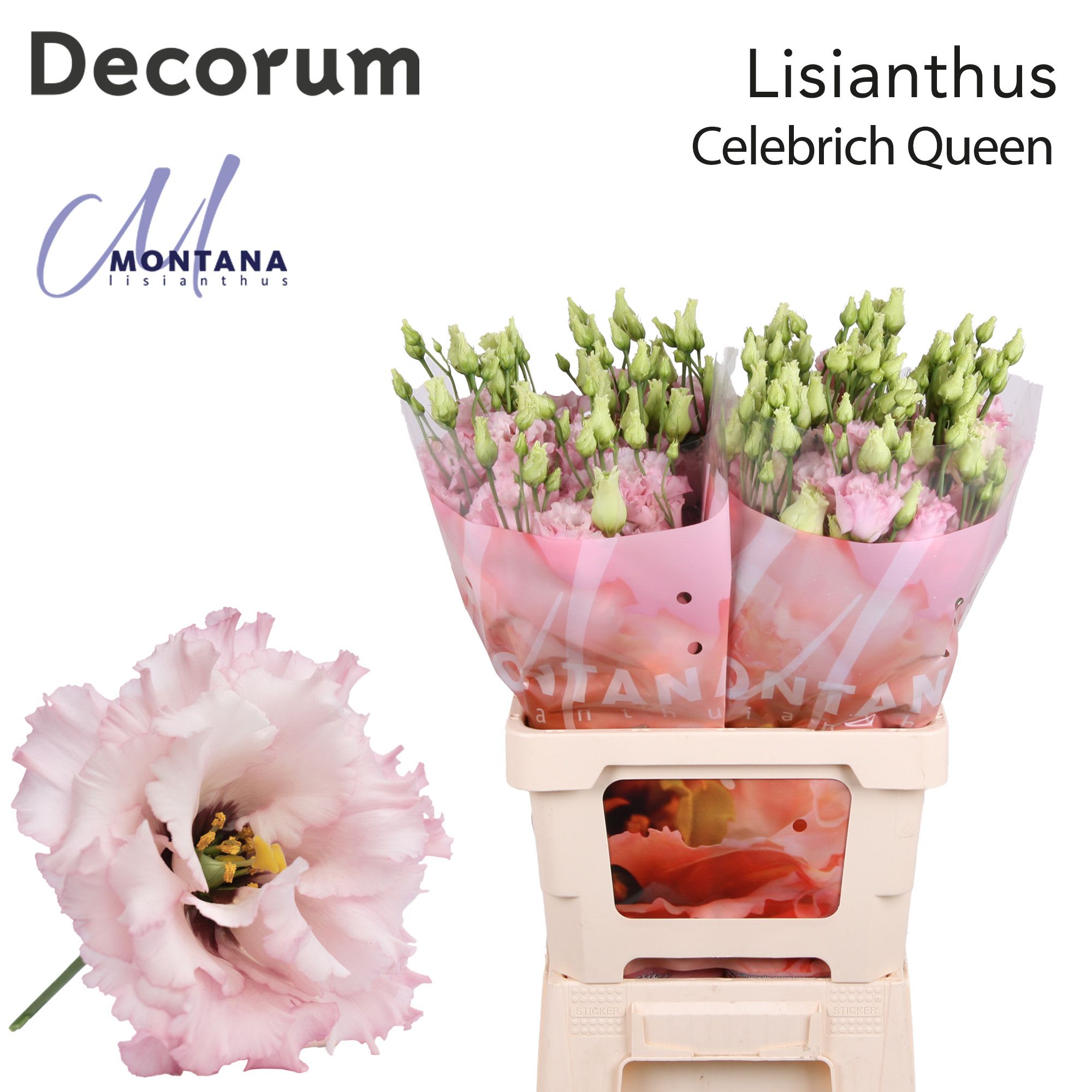 Срезанные цветы оптом Lisianthus do celeb queen от 20шт из Голландии с доставкой по России