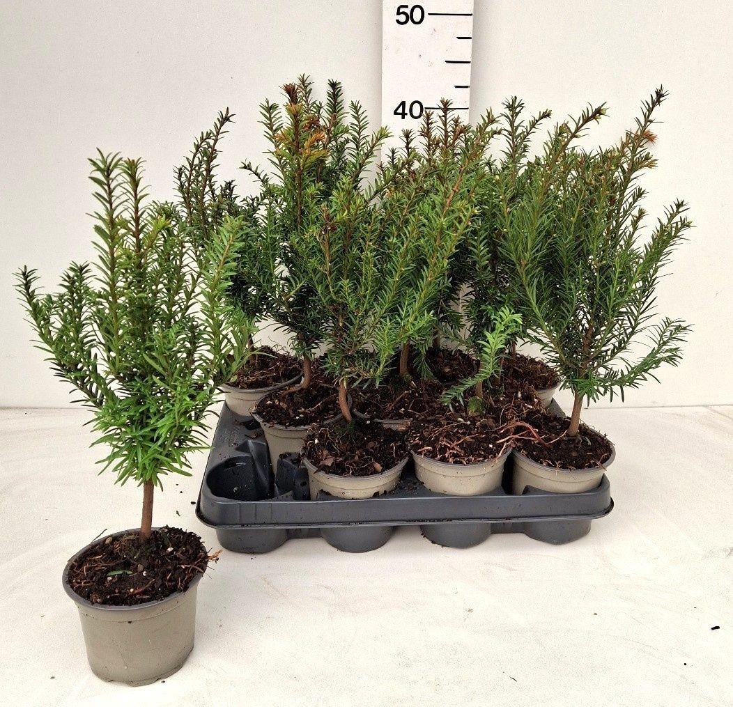 Горшечные цветы и растения оптом Taxus Baccata от 11шт из Голландии с доставкой по России