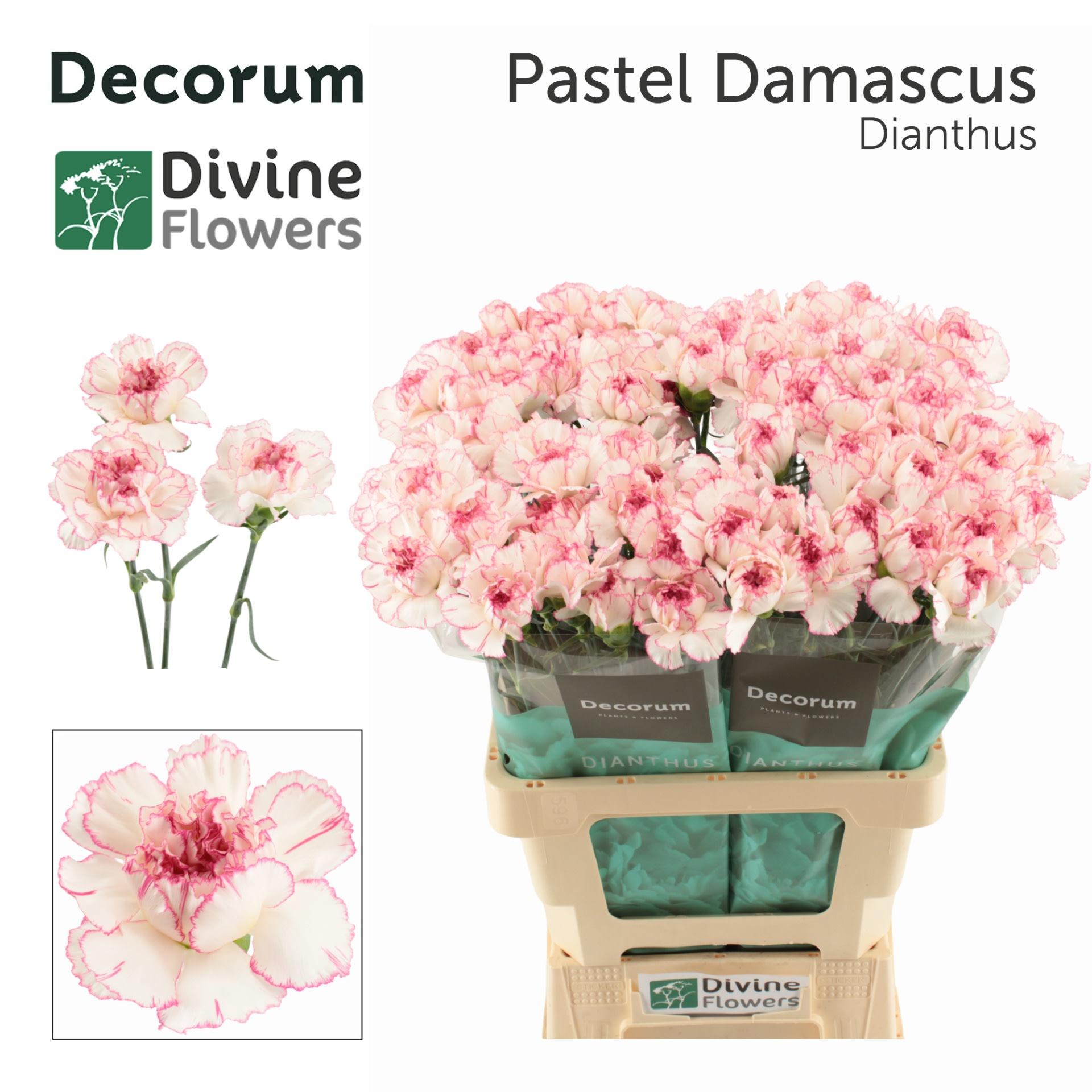 Срезанные цветы оптом Dianthus st pastel damascus от 80шт из Голландии с доставкой по России