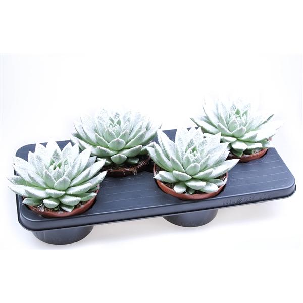 Горшечные цветы и растения оптом Echevieria Miranda + Bio Snow от 4шт из Голландии с доставкой по России