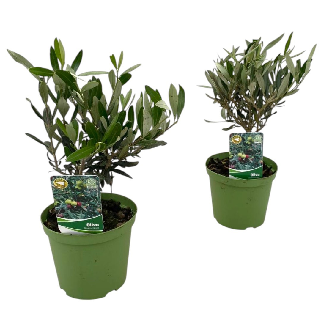 Горшечные цветы и растения оптом Olea Europaea Bush от 6шт из Голландии с доставкой по России