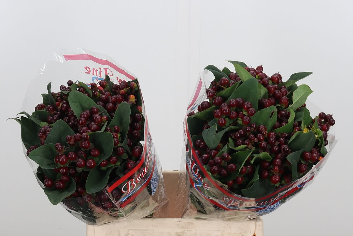 Срезанные цветы оптом Hypericum globo burgundy от 50шт из Голландии с доставкой по России