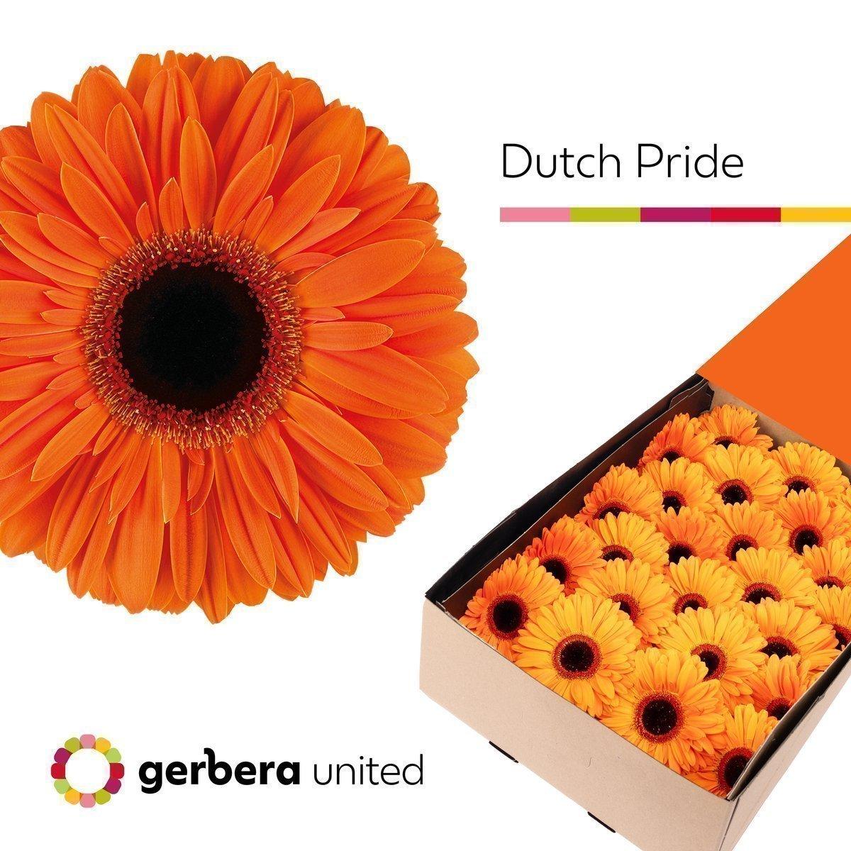 Срезанные цветы оптом Gerbera dutch pride от 25шт из Голландии с доставкой по России