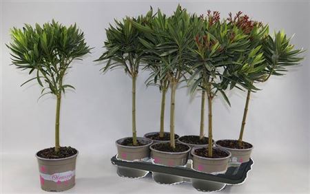 Горшечные цветы и растения оптом Nerium Oleander Ov Stam 70cm от 6шт из Голландии с доставкой по России