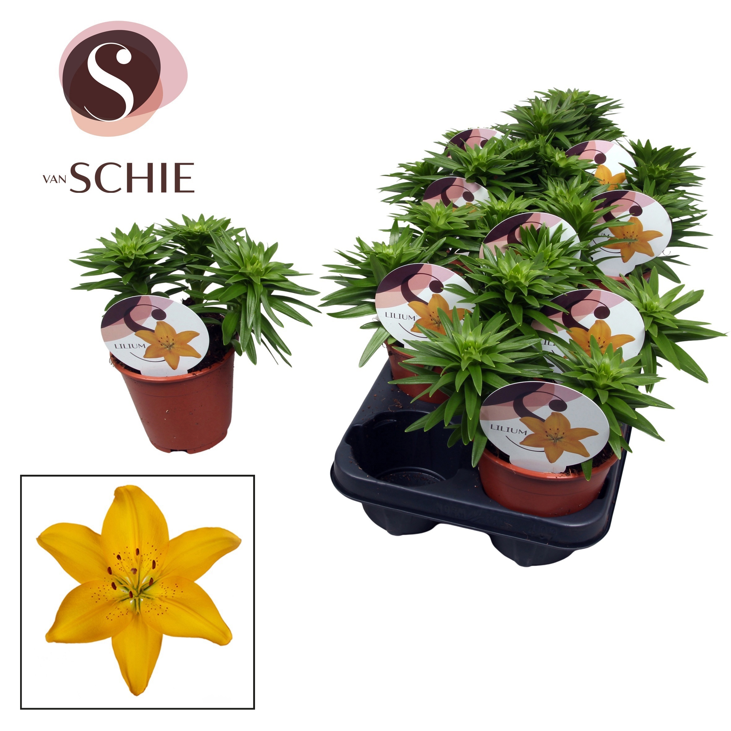 Горшечные цветы и растения оптом Lilium Asiatic Watch Me Grow Yellow от 9шт из Голландии с доставкой по России