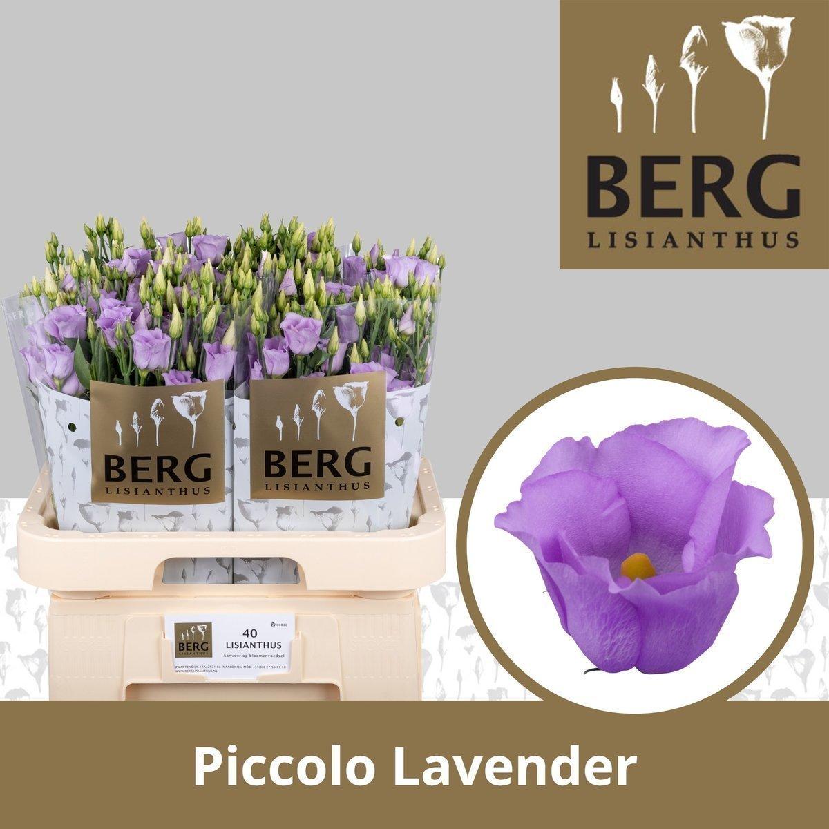 Срезанные цветы оптом Lisianthus si piccolo lavender от 40шт из Голландии с доставкой по России