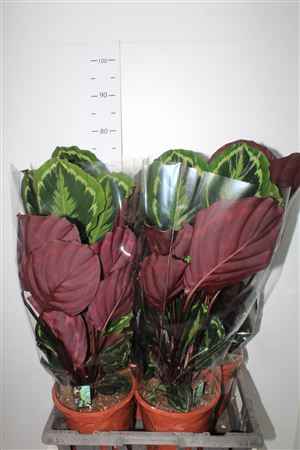 Горшечные цветы и растения оптом Calat Marion ** 21cm Pot ** от 4шт из Голландии с доставкой по России