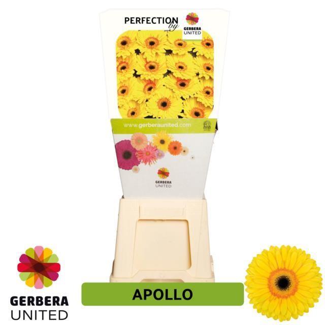 Срезанные цветы оптом Gerbera diamond apollo от 45шт из Голландии с доставкой по России