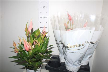 Горшечные цветы и растения оптом Anthu An Lili 10+ от 4шт из Голландии с доставкой по России