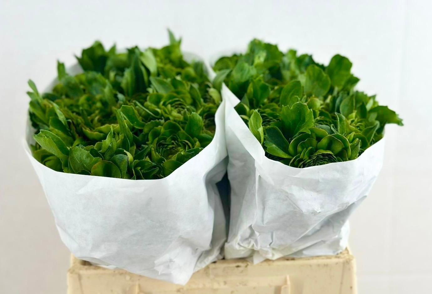 Срезанные цветы оптом Ranunculus pon pon combination от 60шт из Голландии с доставкой по России